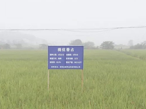 全國(guó)首次稻谷田間拍賣 汨羅高檔優(yōu)質(zhì)稻最高成交價(jià)每百斤182元 全國(guó)首次稻谷田間拍賣 汨羅高檔優(yōu)質(zhì)稻最高成交價(jià)每百斤182元