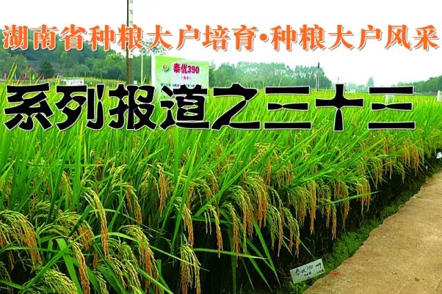 優(yōu)至種業(yè) 只為優(yōu)質(zhì)——湖南省種糧大戶培育·種糧大戶風(fēng)采 系列報(bào)道之三十三 優(yōu)至種業(yè) 只為優(yōu)質(zhì)——湖南省種糧大戶培育·種糧大戶風(fēng)采 系列報(bào)道之三十三